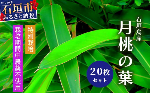 自然栽培の「月桃の葉20枚」セット（特別栽培、栽培期間中農薬不使用）【 沖縄県 石垣島産 月桃 葉 鑑賞 化学肥料不使用 】OI-15