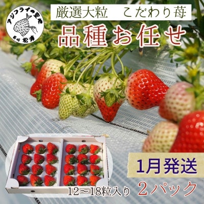 【2026年1月発送】厳選大粒　こだわり苺 品種お任せ 12～18粒×2パック【配送不可地域：離島】【1467648】