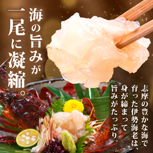 【年内配送・化粧箱入】 伊勢海老 250g ～ 300g × 1尾 冷凍 伊勢海老 イセエビ イセ海老