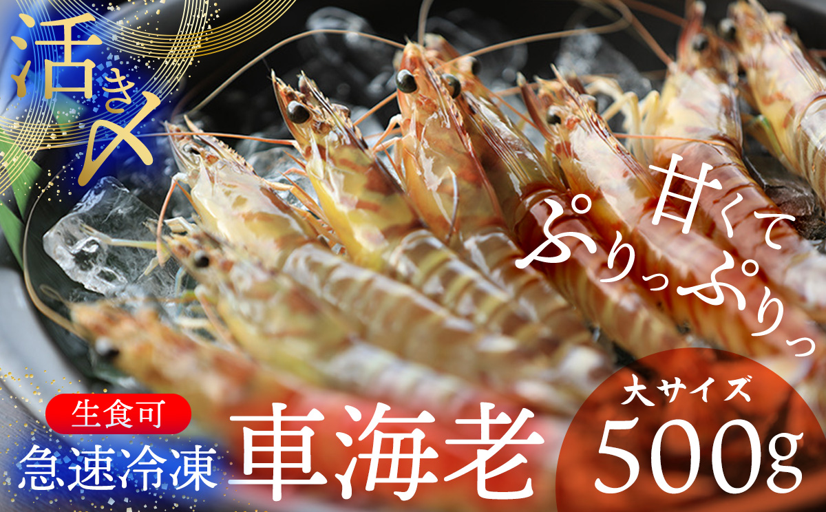 【久米総合開発】活き〆急速冷凍 久米島ブランド車海老 大サイズ 500g 海の幸 海鮮 車えび クルマエビ くるまえび 高級 食材 生食 刺身 鮮度抜群 プリプリ 甘み 旨味 ギフト グルメ お祝い 