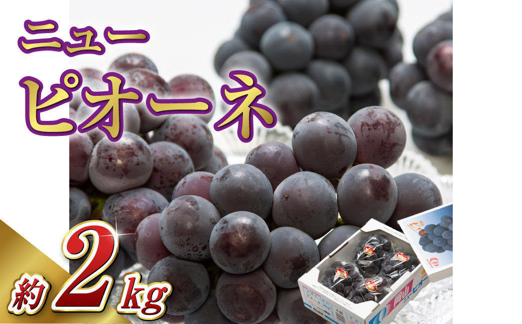 
            【先行予約】岡山県産 ニューピオーネ  4房（1房480g以上）約2kg【2026年8月下旬～10月上旬まで順次発送予定】【ぶどう ニューピオーネ フルーツ 国産 人気 おすすめ 岡山県 倉敷市】
          