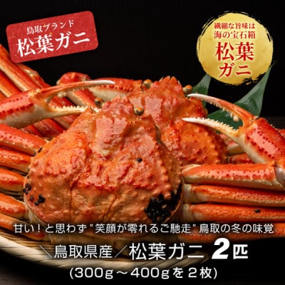 【11月中旬以降順次発送】ボイル松葉ガニ(300～400gを2枚)　OM-16-1【配送不可地域：離島・北海道・沖縄県・東北・信越、北陸】