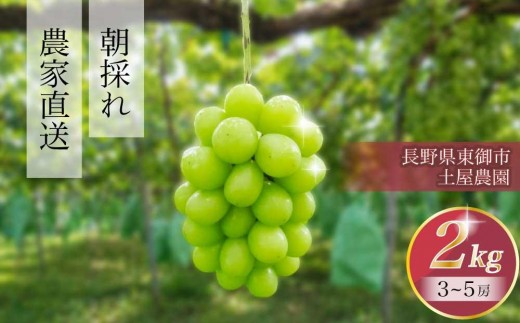 
                  【先行受付2026年発送】農家直送！シャインマスカット2kg（3～5房）※2026年9月下旬～10月中旬順次発送【土屋農園】
                