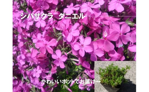 
BS151_ シバザクラ　ダニエル10個 花 苗 植物 家庭菜園 花壇 プランター ガーデニング 芝桜
