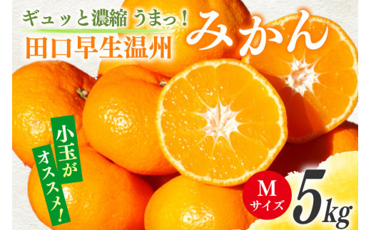 【期間限定発送】 みかん 5kg ギュッと濃縮 うまっ！ 田口早生温州みかん M [黒田農園 宮崎県 日向市 452061307] 果物 フルーツ ミカン 蜜柑 柑橘