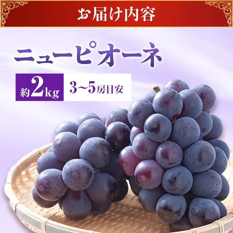 【2026年先行受付】 ぶどう ニューピオーネ 秀品 約2kg(3～5房) 岡山県産 ぶどう 葡萄 ブドウ ギフト 御礼 プレゼント 御礼 御祝 御供 果物 くだもの フルーツ
