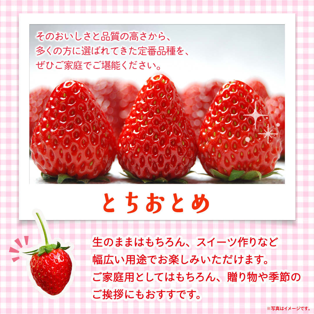 【定期便】とちおとめ 約250g（15～18粒）×2パック 3ヶ月連続お届け便【2026年12月から発送開始】（茨城県共通返礼品 [いちご]：城里町産） 茨城県 県産 人気 厳選 果物 くだもの 旬 