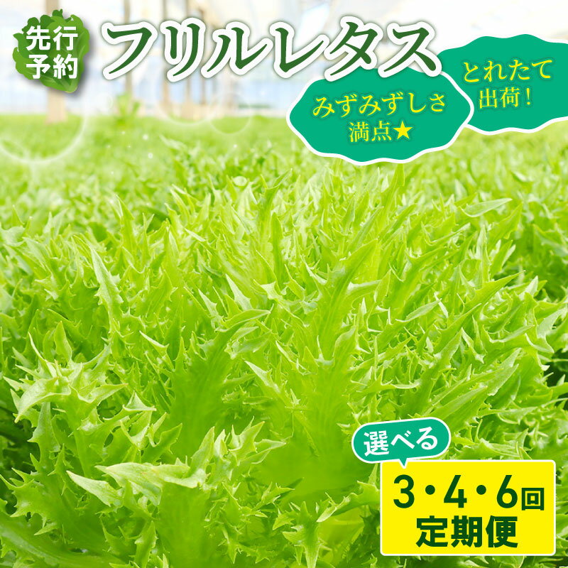 【ふるさと納税】 【先行予約】 フリル レタス 選べる 3回 / 4回 / 6回発送 ＜ 定期便 固定月 ＞ 新鮮レタス フレッシュ レタス サラダ 健康志向 野菜 こだわり 産地直送 土壌栽培 新鮮 とれたて 採れたて 冷蔵 低カロリー ヘルシー レタスボウル 千葉県 旭市 Farm Fujinaga