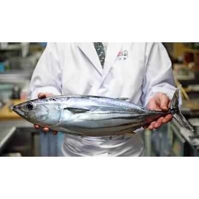 ふるさと納税 高知市 土佐料理司 一本釣り とろ鰹の刺身セット【AD025】 |  | 03