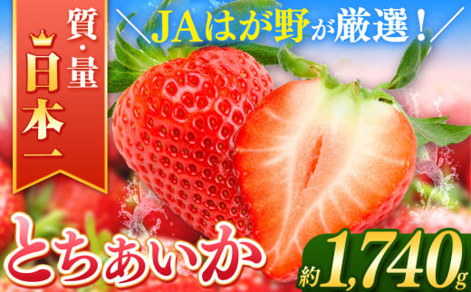 【2026年先行予約】とちあいか  (290g×6パック）約1740g | 日本一 いちご生産量 JAはが野 栃木県 代表 真岡市 栃木県 送料無料 苺 ストロベリー 人気品種 フルーツ 果物