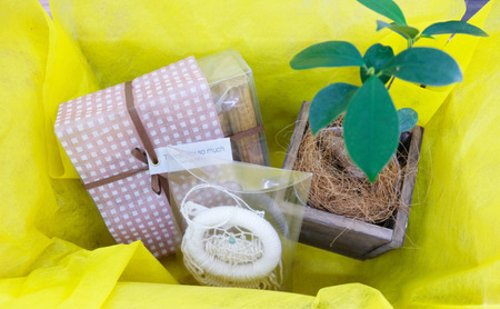 インテリア HAPPY BOX ～運気を引き寄せる4つのアイテム～ ガジュマル・木製プランター・サンキャッチャー・ドリームキャッチャー 雑貨 