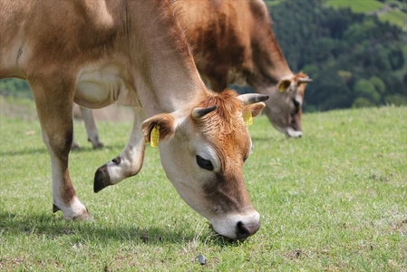 【牧場直送】薫る野牛乳180ml×12本セット　ノンホモ　低温殺菌　ジャージー牛　山地酪農　24時間365日放牧＜出荷開始：2024年8月以降順次出荷＞