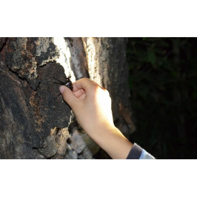 NHKテレビで取り上げられました!先行予約【体験期間 2026年6月~8月中旬】虫捕り名人と行く「昆虫採集ツアー」ご利用券(5名様・車1台まで)他グループと同行有 昆虫 カブトムシ クワガタ 夏休み