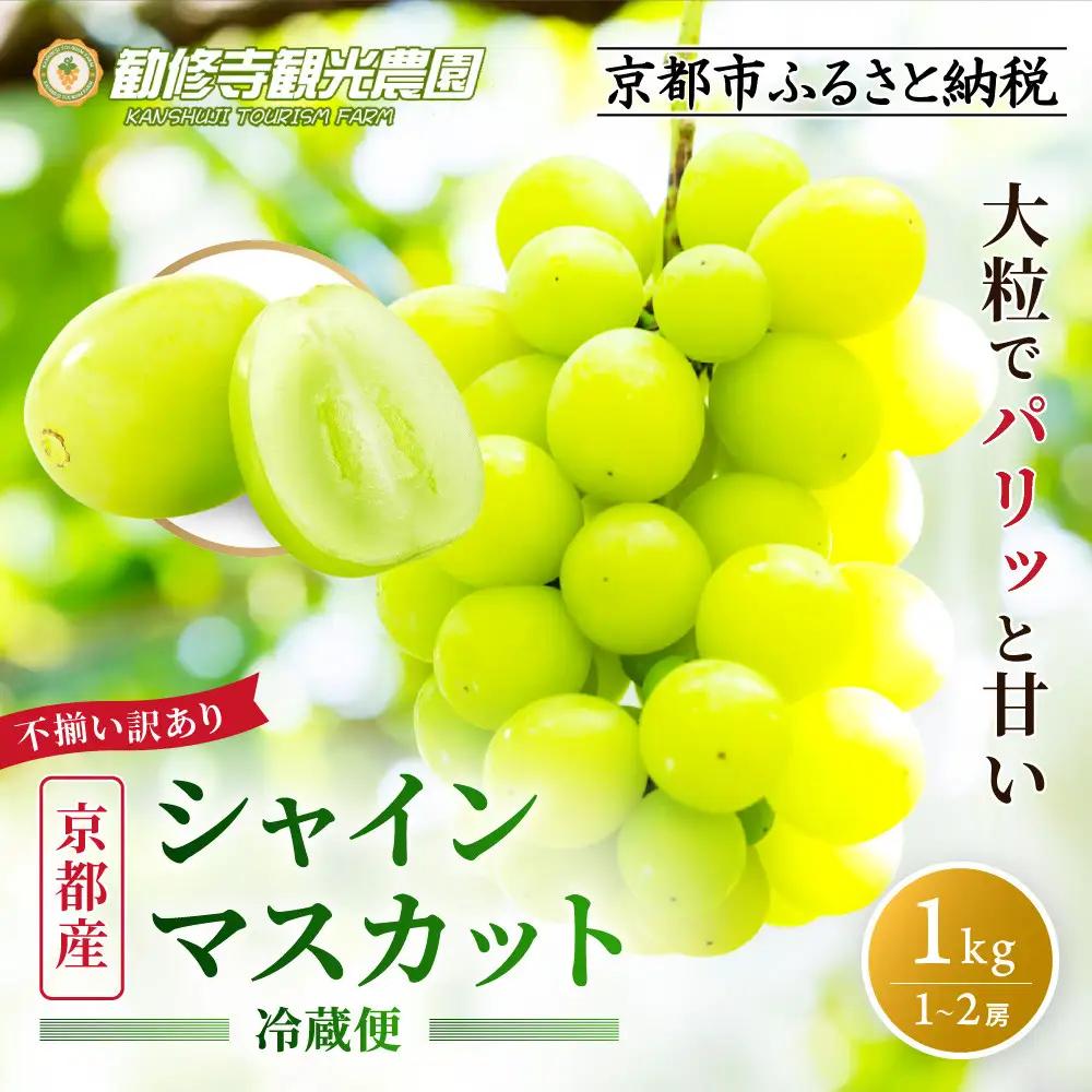 《先行予約 2026年8月下旬～9月発送》【勧修寺観光農園】不揃い訳あり 京都市産 シャインマスカット 1kg｜シャインマスカット 人気