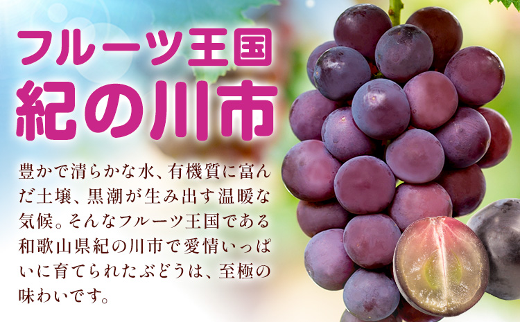 ぶどう 巨峰 ご家庭用 紀の里巨峰 和歌山県産 約900g (2-3房)《8月中旬-9月上旬頃出荷》和歌山県 紀の川市 ぶどう ブドウ 葡萄 巨峰 フルーツ 果物 フルーツ f-1