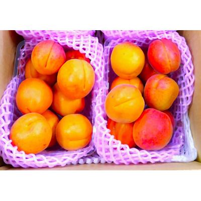 ふるさと納税 長野県 長野県産★旬の杏(あんず)1kg　手作り杏仁豆腐のレシピ付き! |  | 01