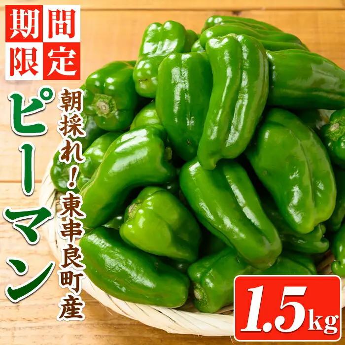 【0085929a】＜期間限定＞物産館おススメ！東串良町産 朝採れピーマン(1.5kg) ピーマン 野菜 やさい ぴーまん 新鮮 常温 常温保存 【東串良物産館ルピノンの里】