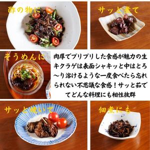 【令和7年産先行予約】生きくらげ 500g 肉厚ぷりっぷり♪  焼山しいたけ園《2025年6月～順次発送》新潟県 糸魚川市 キクラゲ 木耳 きのこ 生きくらげ