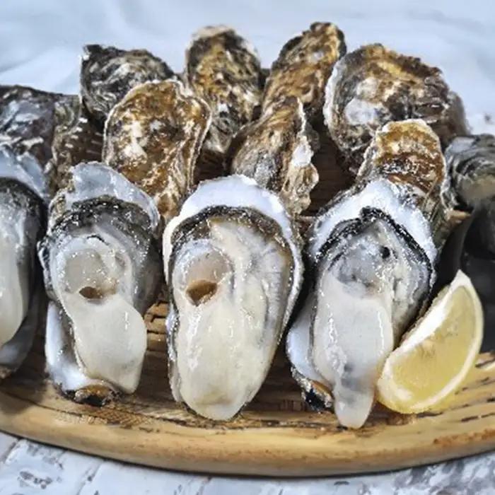松島牡蠣屋 殻付き牡蠣（生食用） 8kg 生牡蠣 宮城県産 牡蛎 牡蠣 カキ オイスター カキフライ 牡蠣鍋 海鮮 国産 魚貝類 【菊地水産合同会社】ta623