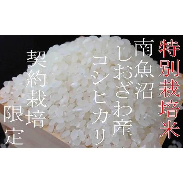 【令和7年産】【定期配送８Kg×６ヶ月】特別栽培 生産者限定  南魚沼しおざわ産コシヒカリ【定期便 銘柄米 ブランド米 精米 こしひかり コシヒカリ 魚沼産 新潟米 産地直送 お米 米 こめ コメ ご