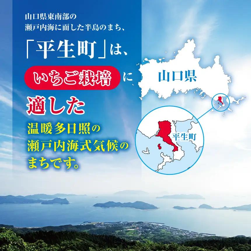 【先行予約】弘津さんちの朝採りイチゴ さちのか約500g ※令和9年1月中旬～3月発送