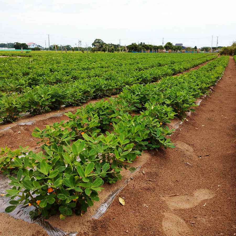 特選さやつき煎り豆、手剥き煎り豆落花生（7袋セット）