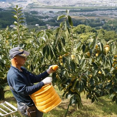 ふるさと納税 橋本市 柳フルーツ園 たねなし柿 約10kg　【2025年秋冬配送】 |  | 02