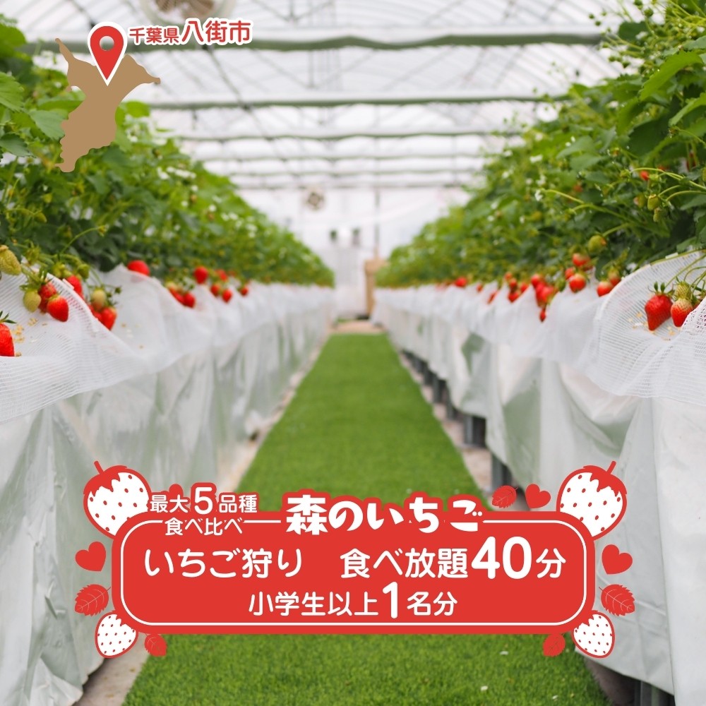 
                  八街 森のいちごファームのいちご狩り 40分食べ放題 小学生以上1名分 いちご イチゴ 苺 いちご狩り
                