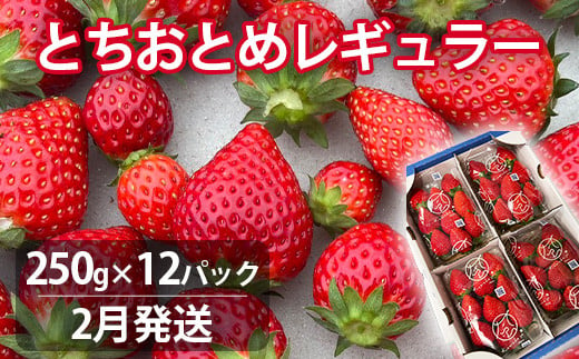 【2月発送】とちおとめレギュラー 250g×12パック