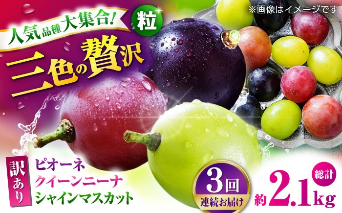 
            【先行予約】　【3回定期便】 訳あり 毎月違うぶどうをお届け！ ぶどう3種 食べ比べ 切り落とし 約700g 【合同会社 社方園】 [ZBZ048]
          