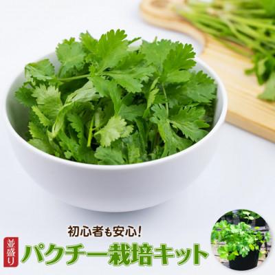 ふるさと納税 四万十町 初心者も安心「並盛り」パクチー栽培キット