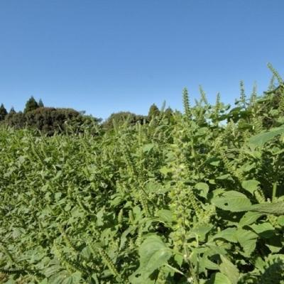 ふるさと納税 西都市 西都市産　えごまパウダー150g×3[1342] |  | 02