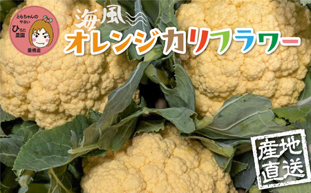 オレンジカリフラワー　8個