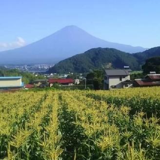 ＜2024年先行予約＞【富士山の麓で育つ】富士河口湖町産 Inakakaraとうもろこし「ゴールドラッシュ」10本入 FBA005