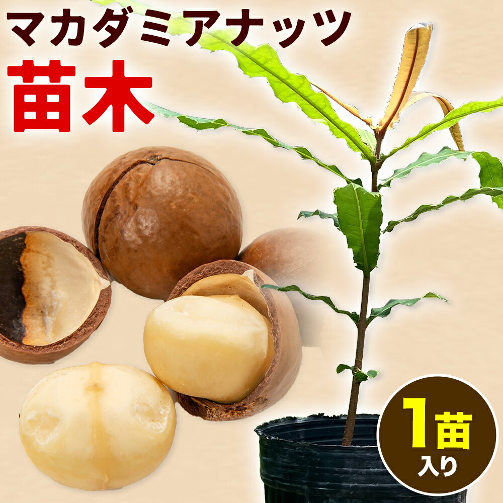 【ふるさと納税】マカデミアナッツ苗 1苗入り《30日以内に出荷予定(土日祝除く)》熊本県 津奈木町 南興ファーム 苗木 カデミアナッツ マカダミアナッツ スイーツ クッキー サラダ 農業 産地直送 送料無料