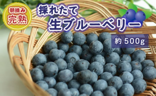 No.721 茨城県坂東市産 朝摘み完熟 採れたて生ブルーベリー 約500g ／ 朝摘み 爽やか 甘み トッピング 茨城県