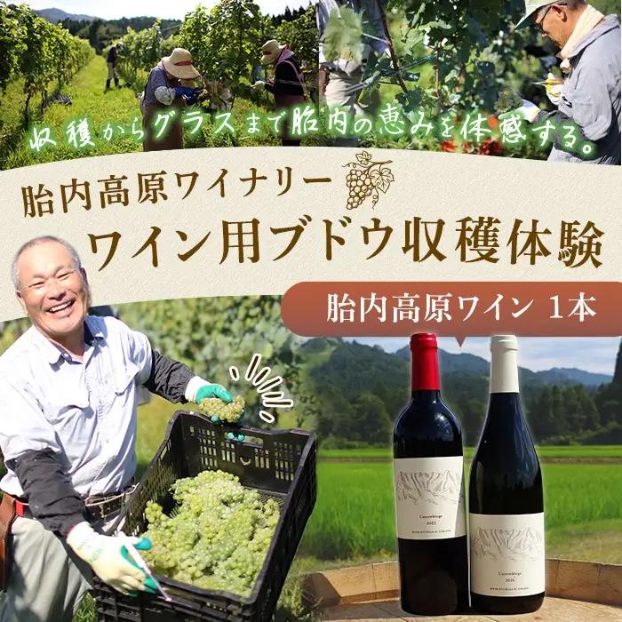 胎内高原ワイナリー ワイン用ブドウ収穫体験【ワイン1本付き】
