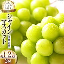 【ふるさと納税】【2025年発送】ぶどう シャインマスカット 約1.2kg (2房) [梨北農業協同組合 山梨県 韮崎市 20742921] フルーツ 果物 くだもの ブドウ 葡萄 種なし 1.2キロ 甘い 期間限定 季節限定 山梨県産