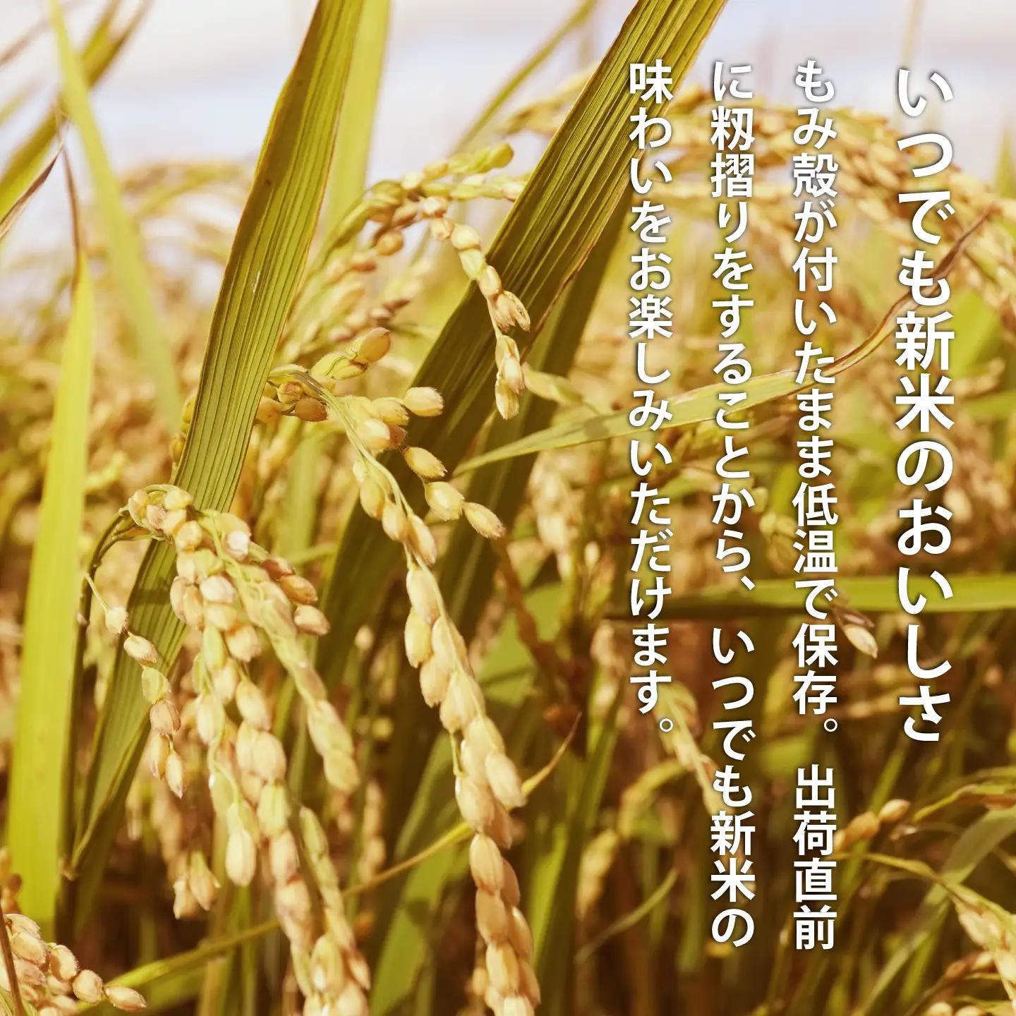 【生活応援！価格大幅改定！即日～14営業日以内発送】北海道 産地直送！ＪＡ当麻ブランド米　籾貯蔵今摺米きたくりん無洗米　令和7年産　11kg (5kg×2袋＋1kg) 【A-006】