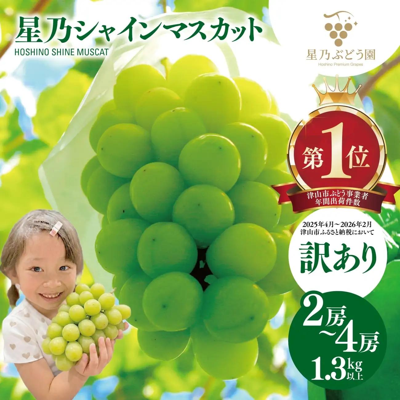 【訳あり】星乃シャインマスカット 1.3kg 2房～4房【配送不可地域：離島・北海道・沖縄県】【1554831】