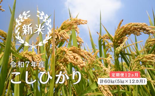 150261【令和7年産／お米定期便／12ヵ月】しまね川本 こしひかり 5kg (計60kg）