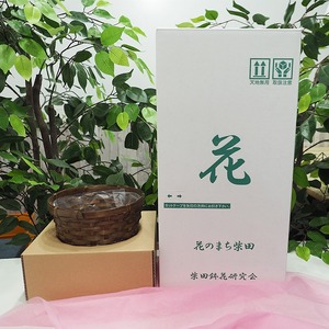 ＜先行予約受付中！2026年5月6日～9日に順次発送予定＞＜母の日ギフト＞柴田ポットカーネーション (赤色系・5号鉢) 母の日 プレゼント ギフト 花 鉢植え プレゼント フラワーセット 【しばたの未