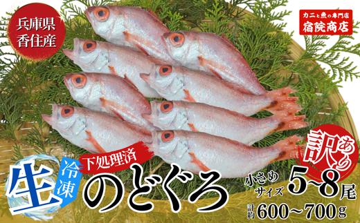 【訳あり のどぐろ 生冷凍 調理済 少し小さめ（1匹80～100g前後）内容量：約600g～700g 冷凍 兵庫県香住産】ご入金確認後、順次発送予定 サイズ不揃い 少し小さめ 日本海で水揚げ 鮮度抜群、脂乗りの良いノドグロを急速冷凍 細胞を壊さず、食品の美味しさをキープ 白身のトロ 産地直送 兵庫県 香美町 香住 柴山 山陰 大人気 ふるさと納税 送料無料 宿院商店 14000円 33-14