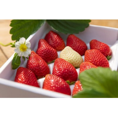 
            お祝い用　徳島県板野町産いちご【1469571】
          