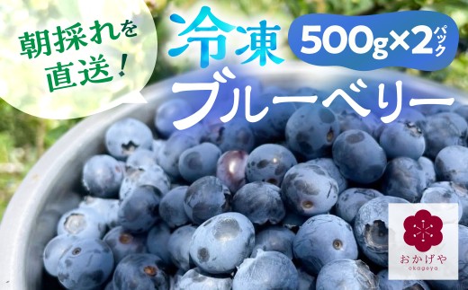 令和8年産【7月～3月末発送】冷凍ブルーベリー 500g×2 1kg ブルーベリー 冷凍 スムージー ヨーグルト フルーツ 果物 ブルーベリー 冷凍 大粒 国産 ブルーベリー 冷凍 国産 1㎏ ブルーベリー 冷凍 大粒 国産 ブルーベリー 冷凍 国産 1㎏ ブルーベリー 冷凍 大粒 国産 ブルーベリー 冷凍 国産 1㎏ ブルーベリー 冷凍 大粒 国産  1㎏