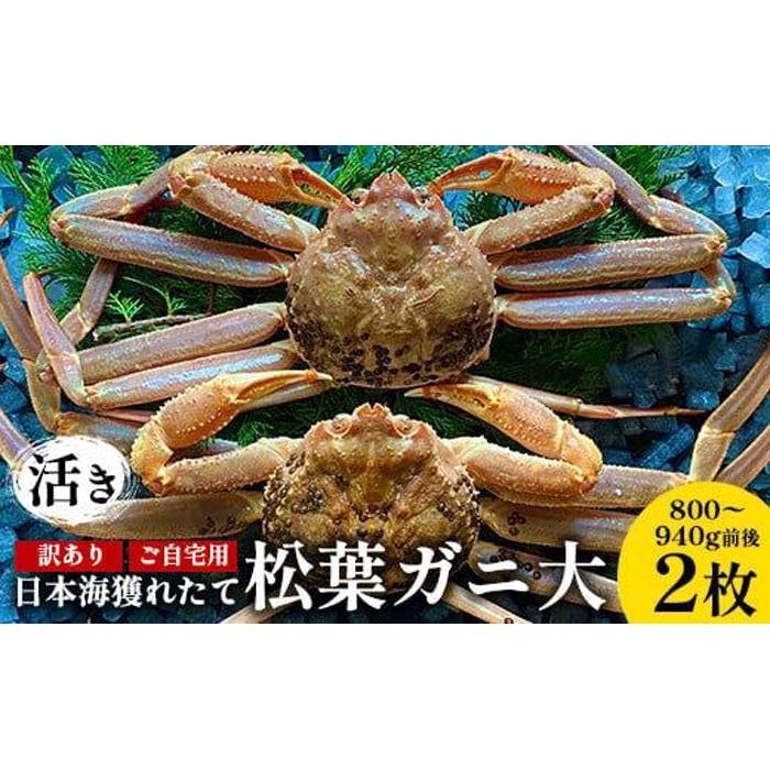 【ふるさと納税】112.【先行予約】【活き】訳あり ご自宅用日本海獲れたて松葉ガニ 大 800～940g前後 2枚 ※2025年11月上旬～2026年3月上旬頃に順次発送予定 | 家庭用 松葉ガニ 松葉蟹 蟹 かに 甲殻類 ズワイガニ 鳥取県 北栄町 おすすめ 人気 送料無料
