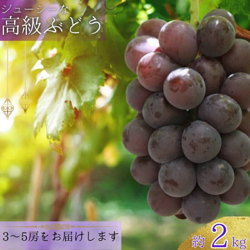 【ふるさと納税】 ジューシーな高級ぶどう 約2kg (3~5房) 【2026年8月下旬に発送】 / ぶどう 藤稔 黒ブドウ 果物 くだもの フルーツ 有機