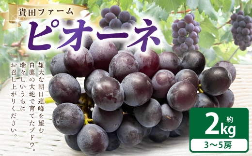 ピオーネ 約2kg箱 （ 3 ～ 5房 ） ぶどう 果物 くだもの 果実 フルーツ 葡萄 ブドウ 果汁 国産 山形県産 糖度 【 2026年9月下旬～10月下旬まで順次発送予定 】