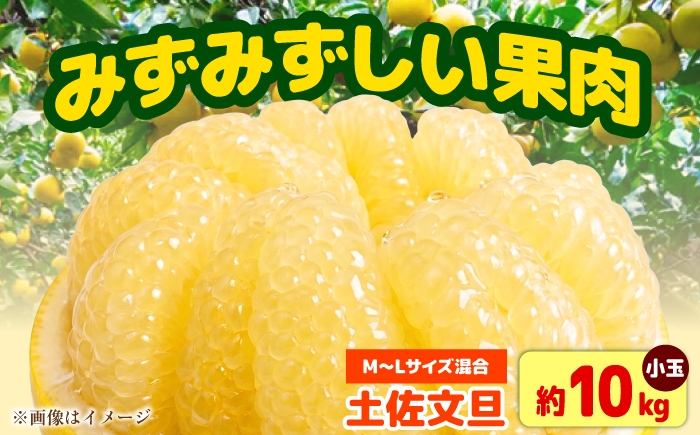 
                  【先行予約】土佐文旦 小玉 家庭用 約10kg （M～Lサイズ：23～29玉入り） 文旦 ぶんたん ブンタン 10キロ 柑橘 フルーツ デザート 果物 ご当地 人気 名産＜2027年1月中旬～順次発送＞【玉木農園】 [BQAJ004]
                