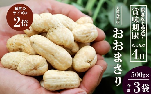 
            【数量限定】食べ応え抜群！大粒落花生「おおまさり」（500g袋×３袋）｜ 野菜 やさい 食品 人気 おすすめ 送料無料 落花生 おおまさり 産地直送 新鮮（AX72312）
          